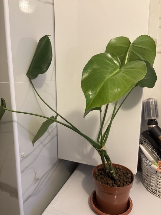 Monstera dziurawa