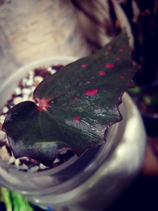 Begonia DarthVaderiana x Amphioxus UNIKAT ! wielka rzadkość roślina kolekcjonerska nie monstera
