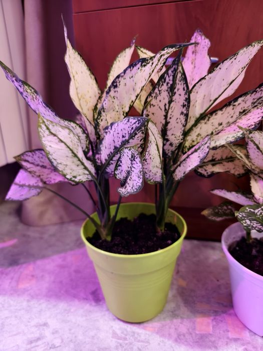 Комнатное растение агалогема White