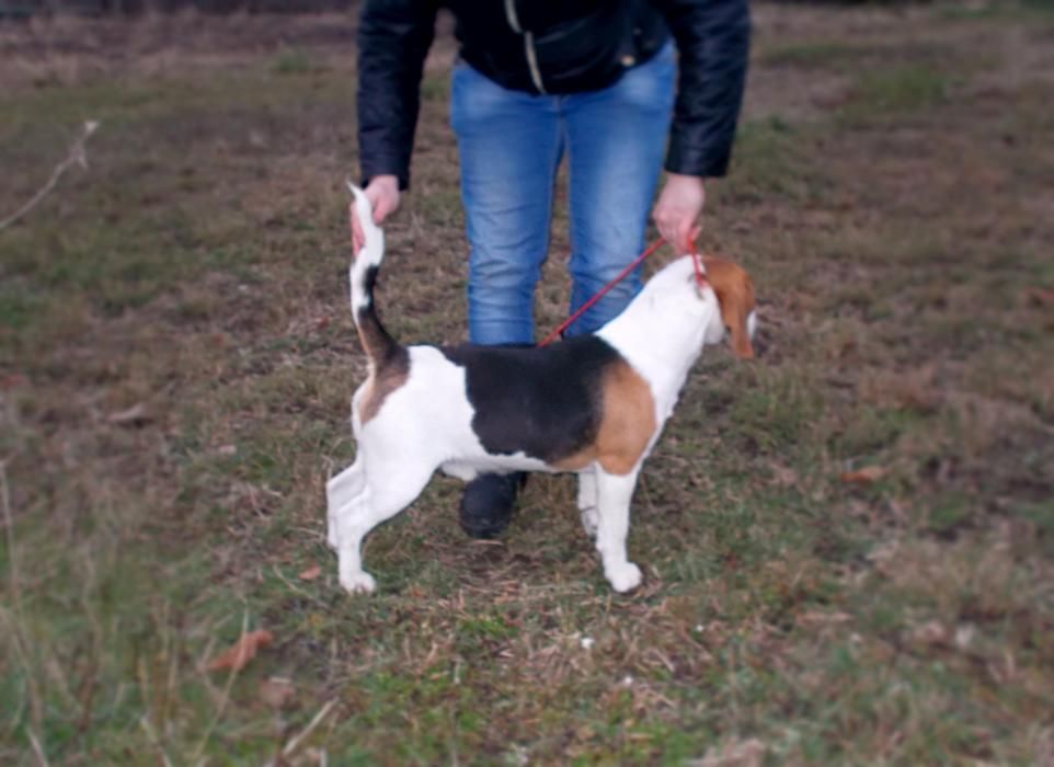 Ищу невесту! Родословный кобель