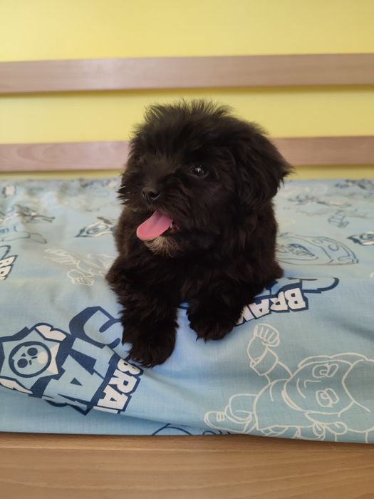 Мальтіпу супер щенки