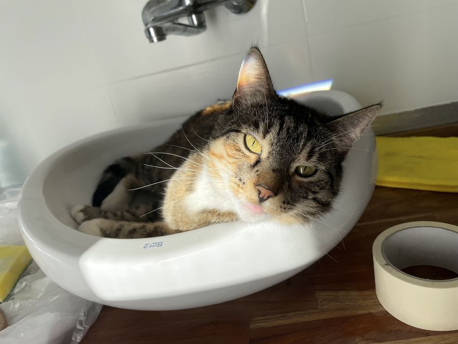 Zaginęła kotka Milusia