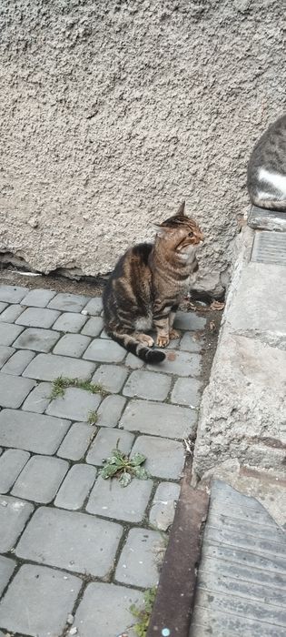 Красунчик у пошуку родини