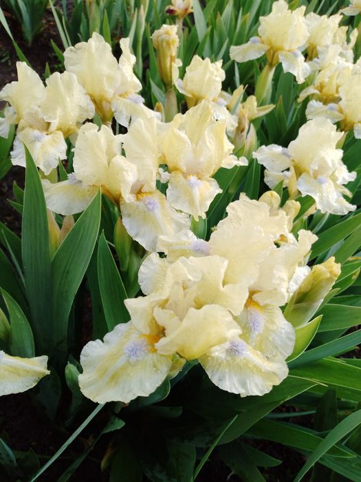 Карликові іриси (набір від 5 шт)