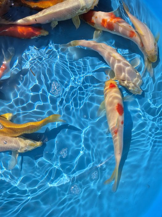Carpas koi 16/22cm