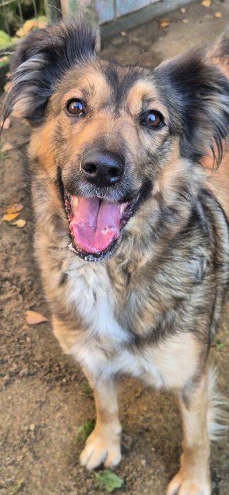 Suczka około 2 lata