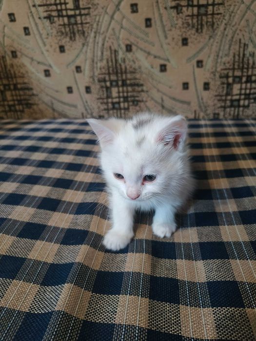 Віддам котенят у хороші руки