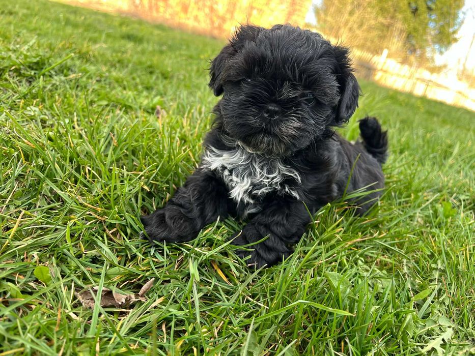 Kola suczka shih tzu z rodowodem