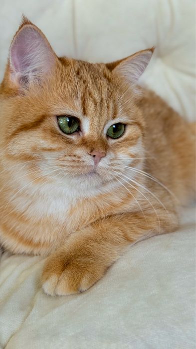 Шотландське кошеня, киця, золота шиншила, з документами