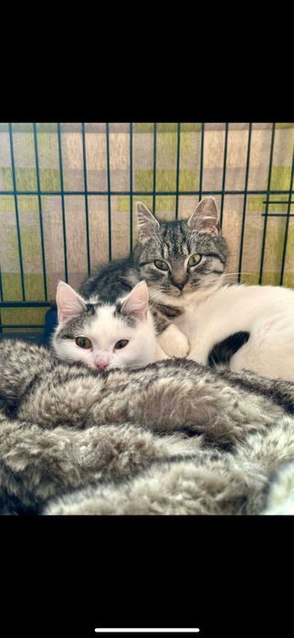 Mgiełka i Mżawka do adopcji - pokochaj koteczki