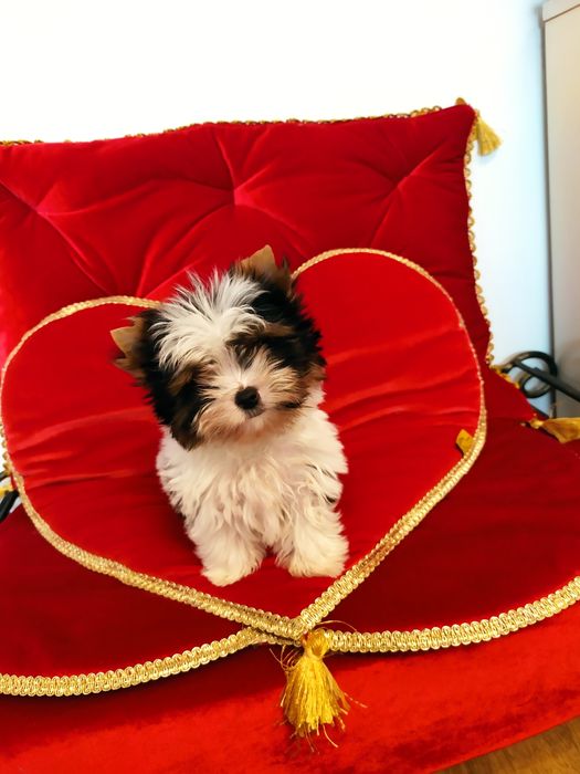 Mini samczyk  Biewer Yorkshire terrier, waga ok.1.50 kg