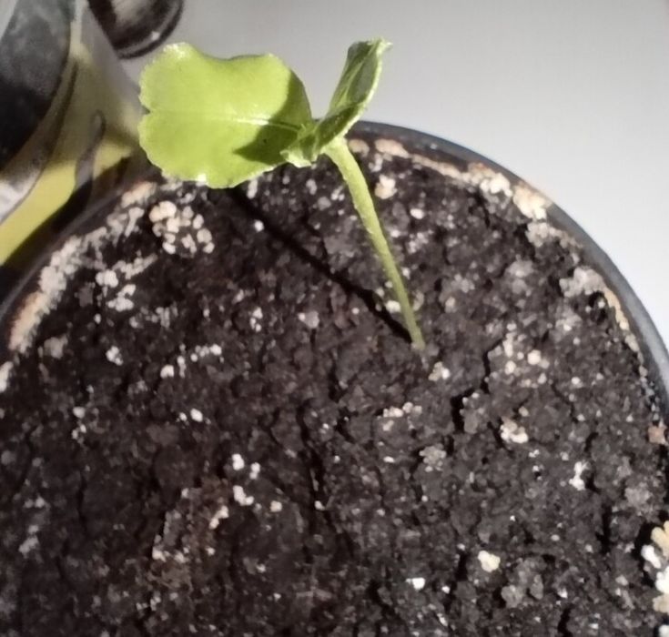 Лайм отросток, саженец 1 шт. цитрус