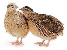 мікс перепілки інкубаційне яйце