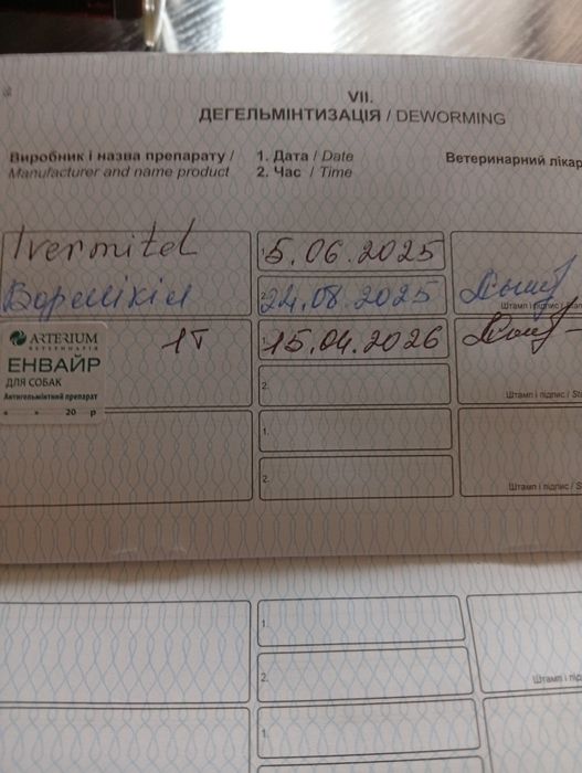 Той пудель девуля подрощенная