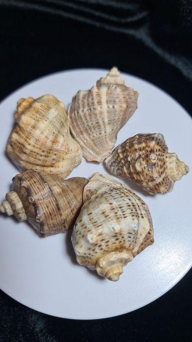 Ракушки, рапани, сухі, чисті.