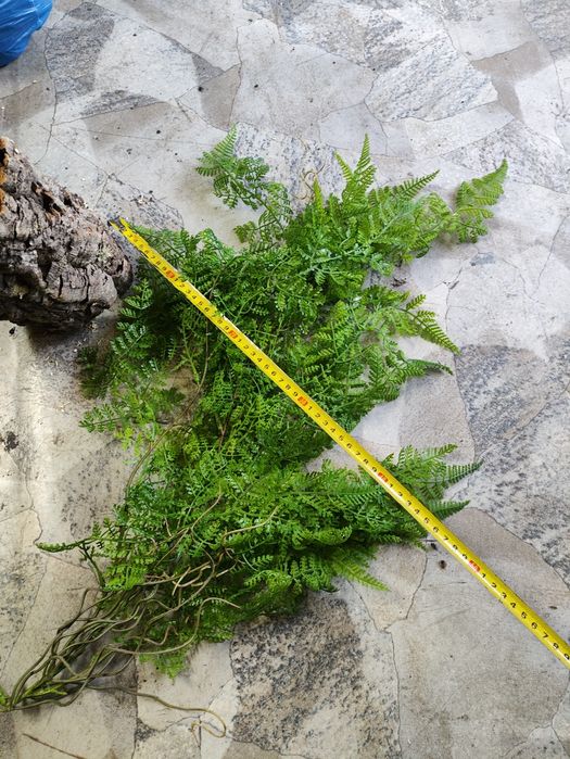 Sztuczne rośliny do terrarium paprotki
