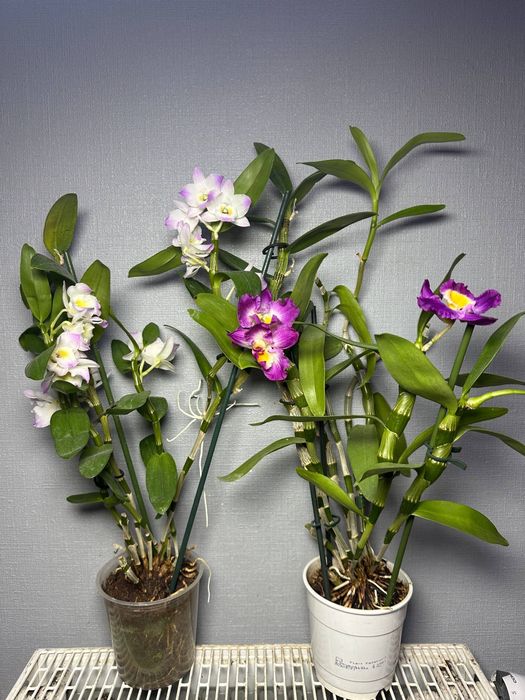 Цимбідіум Мультифлора Равелло Монтре Монако Аромо орхідея міні Орхидеи