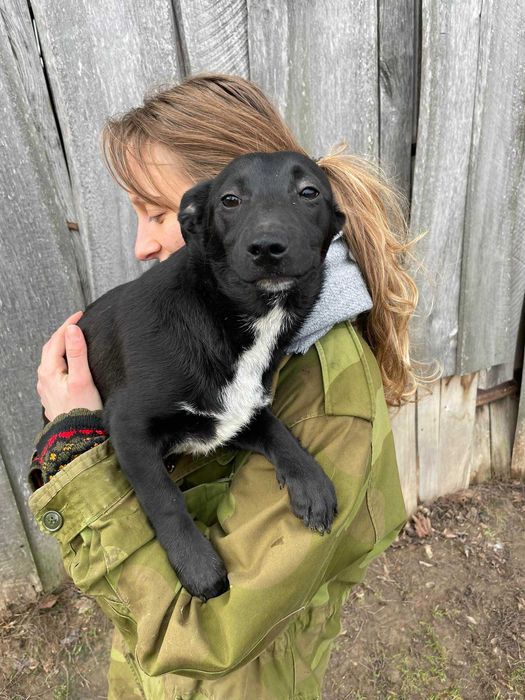 Adoptuj delikatne, spragnione kontaktu z człowiekiem psie dziecko!