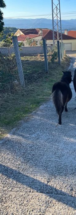 Vendo mini pônei macho