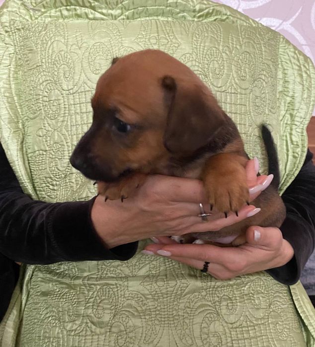 Щенки в хорошие руки. Мама породы Джек Рассел.