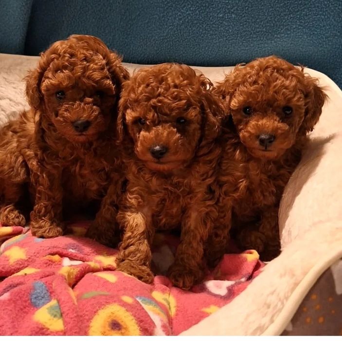 Вибір хлопців той пудель