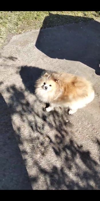 Померанський шпиц