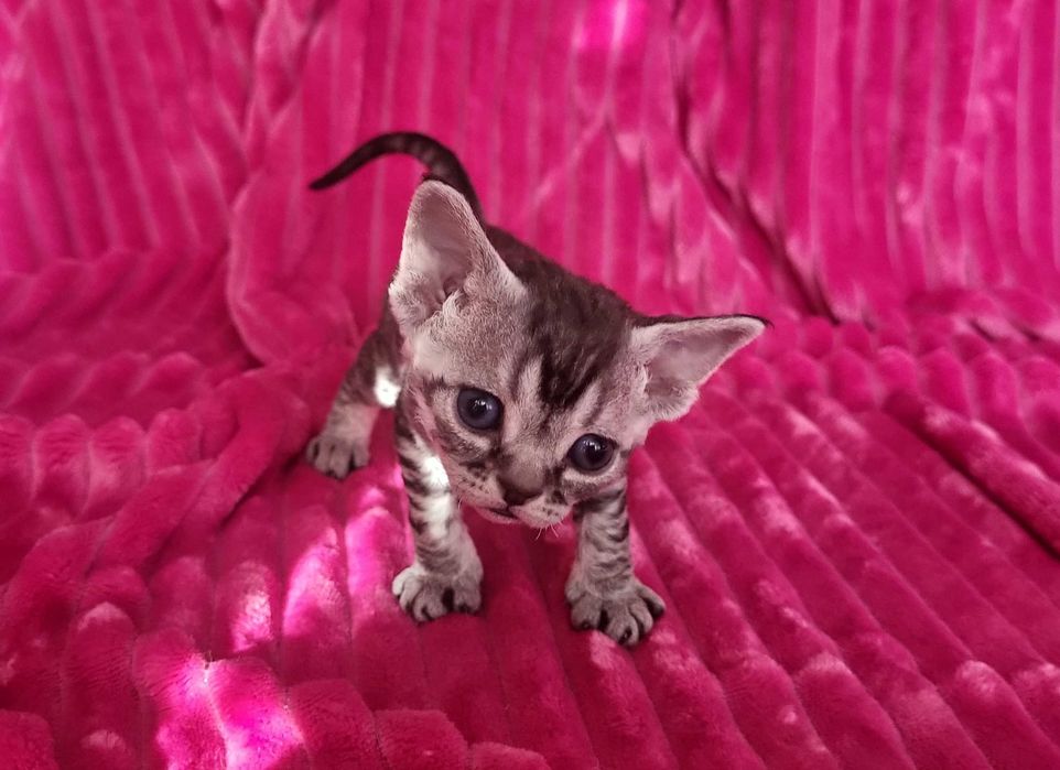 Umiko czarna, pręgowana koteczka Devon Rex