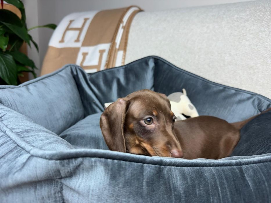 jamnik miniaturowy piesek choco