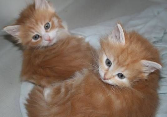 Котята Сибирские