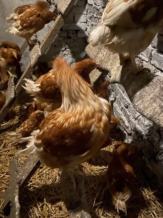 Kury Nioski Lohman Brown