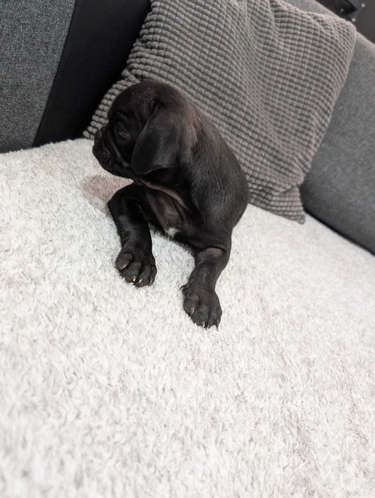 PUG Carlin Bebé   com 2 meses