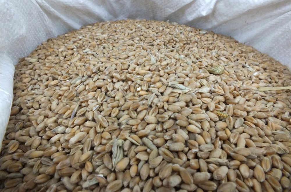 Pszenica zboże zbiór 2025