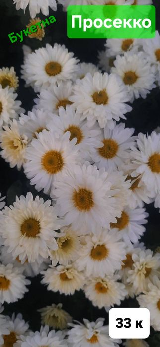 Набір з 6 кущів хризантем. Багаторічні квіти