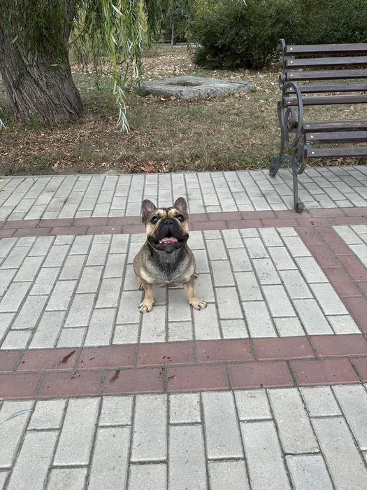 Французский бульдог вязка