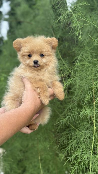 Шпіцепу дівчинка міні