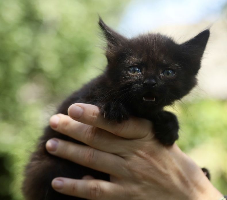 Зовсім крихітні кошенята шукають родини