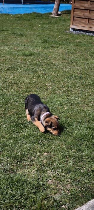 Oddam w dobre rece suczke