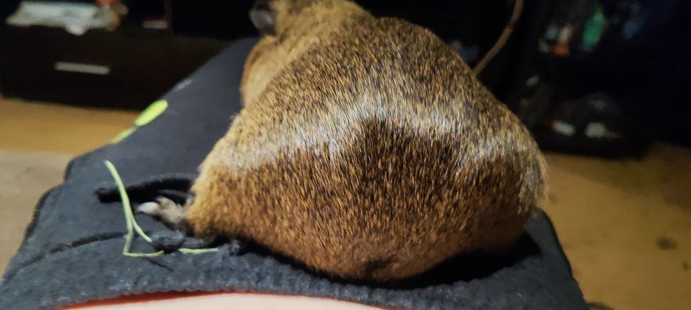 Świnka morska (kapi)