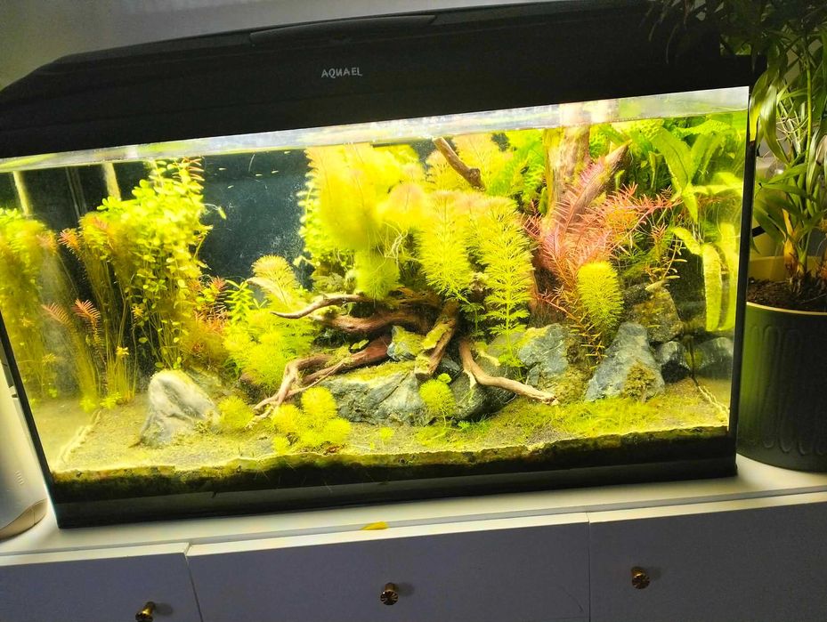 Akwarium 126 l z obsadą, pokrywą i filtrem