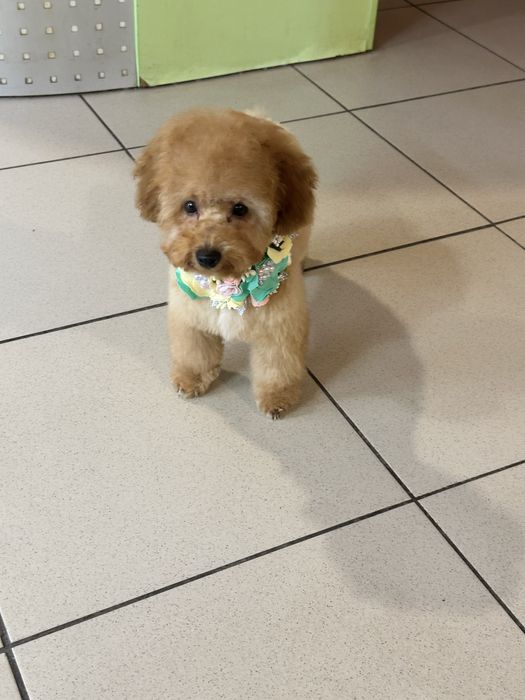 Милый мини пудель 4 месяца