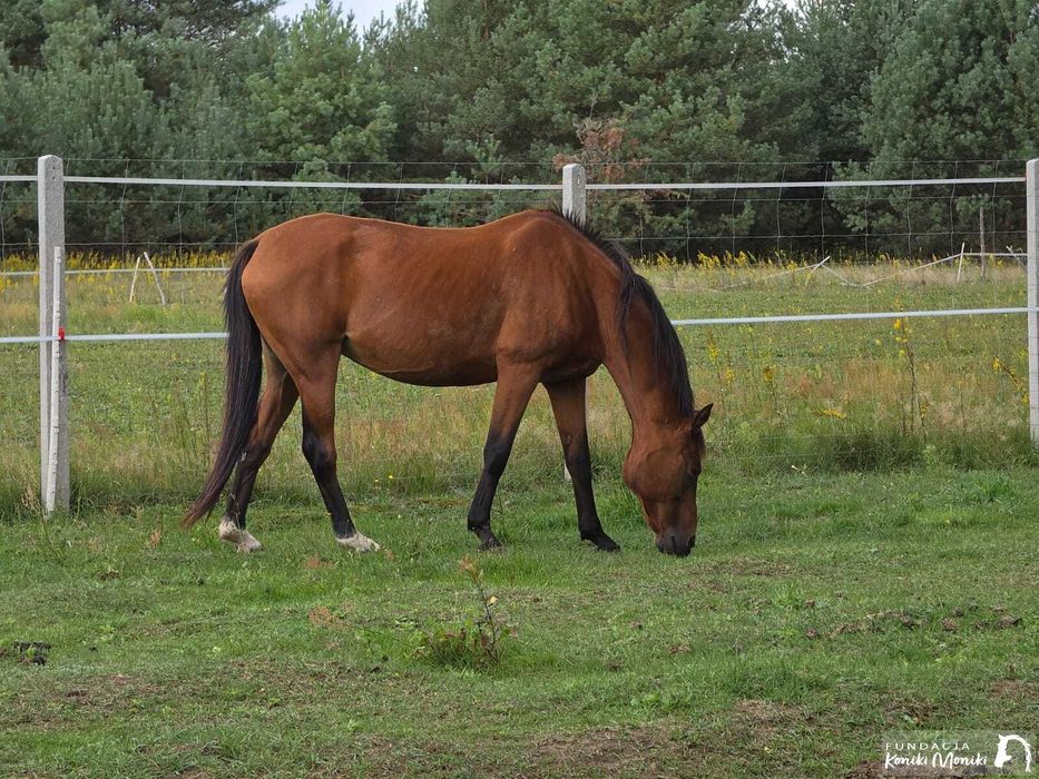 Klacz Kamka do adopcji