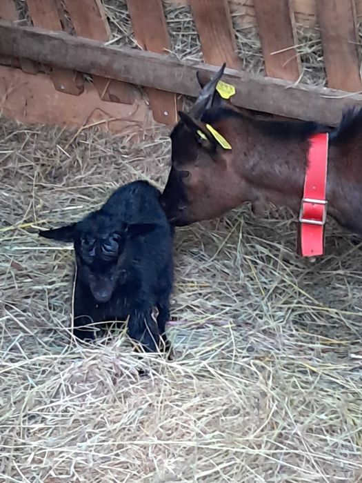 Barracão do Espanhol