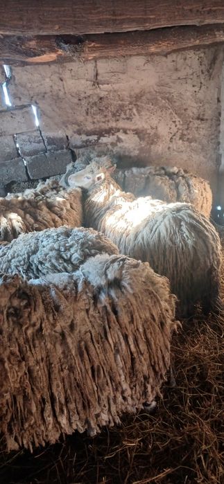 Продам овец и баранов