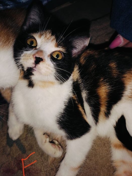 Azul- gatinha jovem (6meses) para adoção responsável