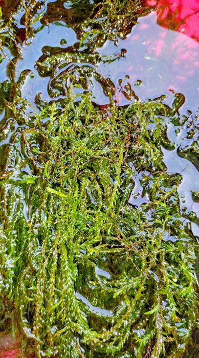 Sprzedam piękny mech Java moss
