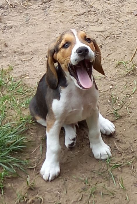 Szczeniak Beagle (Dogs Of The World).