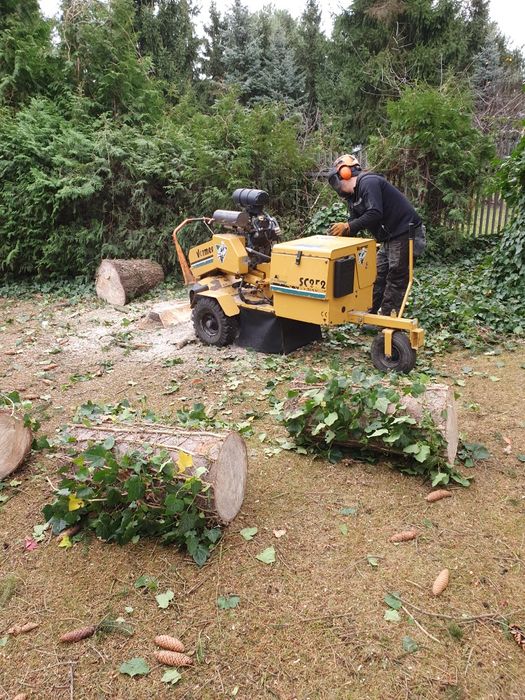 Wycinka pielęgnacja drzew czyszczenie działek karczowanie rębak