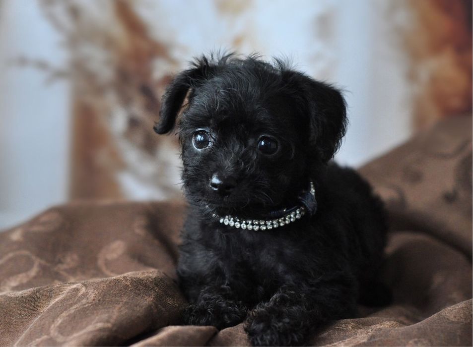 Той-пудель  хлопчик