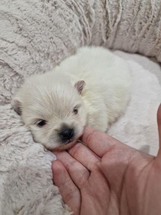 Lulu Pomerânia C/LOP Fêmea Spitz Alemão Anão