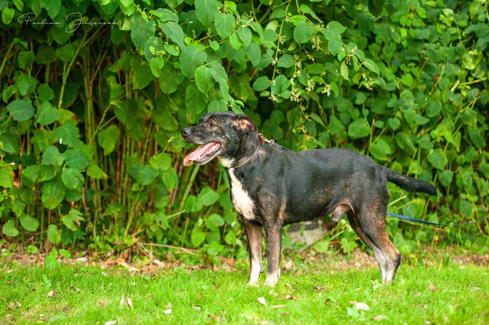 Biedny Lagos już dwa lata czeka na Ciebie, odezwij się!